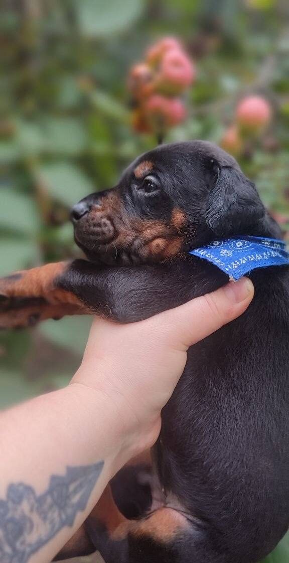 Diesel Dobermann Diesel Dobermann