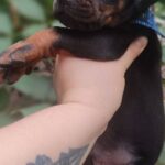 Diesel-male-dobermann-puppy-for-sale- (2)