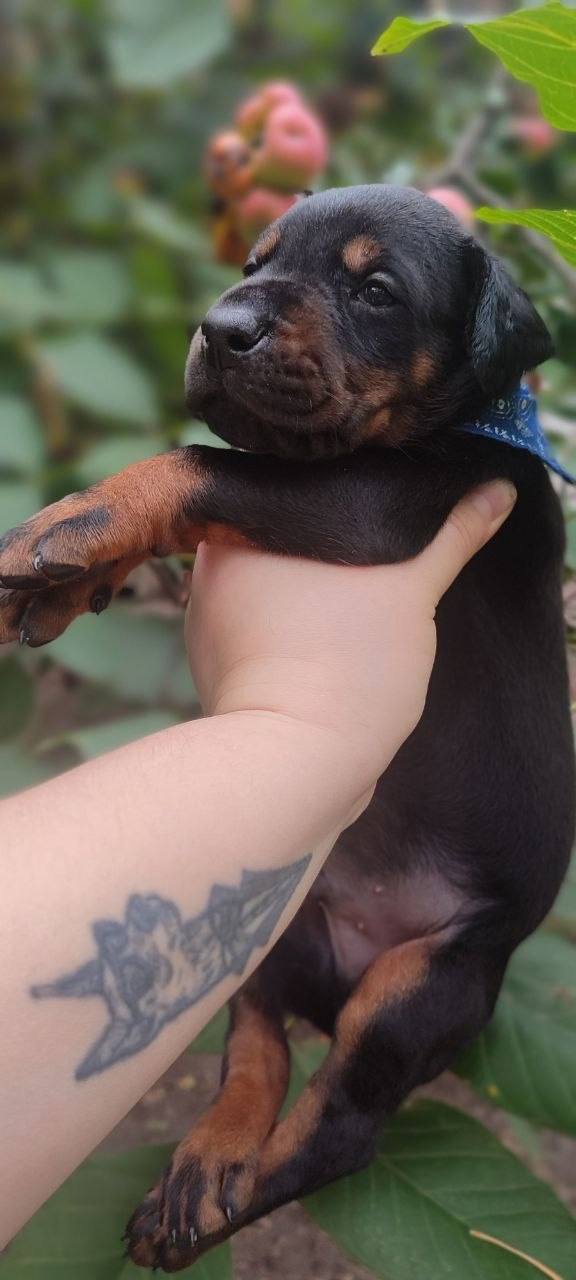 Diesel Dobermann Diesel Dobermann