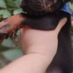 Diesel-male-dobermann-puppy-for-sale- (3)