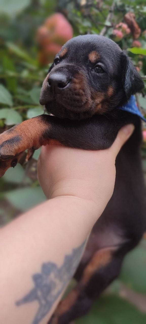 Diesel Dobermann Diesel Dobermann