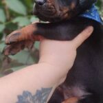 Diesel-male-dobermann-puppy-for-sale- (4)