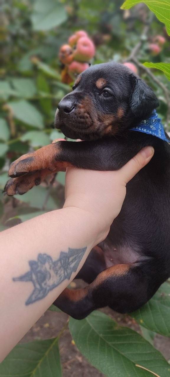 Diesel Dobermann Diesel Dobermann