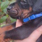Diesel-male-dobermann-puppy-for-sale- (5)
