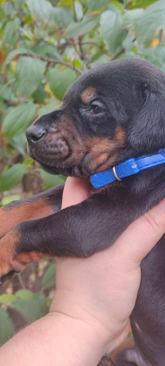 Diesel Dobermann Diesel Dobermann