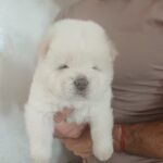 Dinar-male-chow-chow-puppy-for-sale-1 (1)