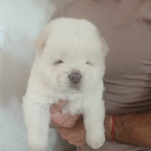 Dinar Chow-Chow Dinar Chow-Chow