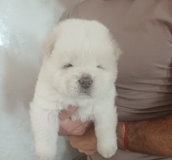 Dinar Chow-Chow Dinar Chow-Chow