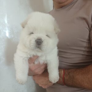 Dinar Chow-Chow Dinar Chow-Chow