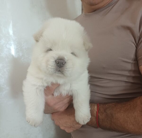 Dinar Chow-Chow Dinar Chow-Chow