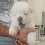 Dinar-male-chow-chow-puppy-for-sale-1 (3)