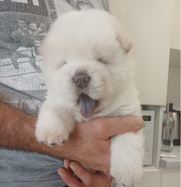 Dinar Chow-Chow Dinar Chow-Chow