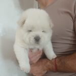 Dinar-male-chow-chow-puppy-for-sale-1 (4)