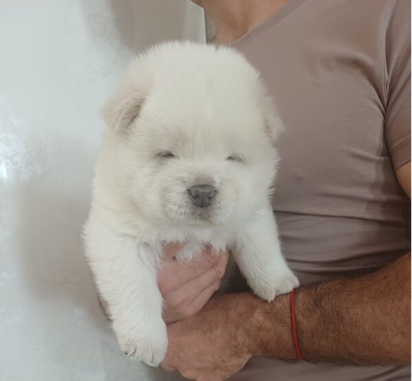 Dinar Chow-Chow Dinar Chow-Chow