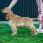 Dinara-female-English-Cocker-Spaniel-puppy-for-sale- (1)