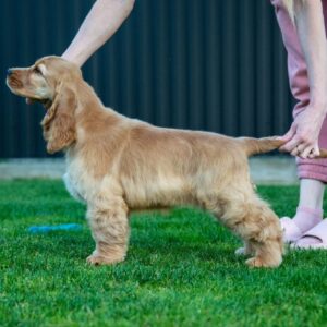 Dinara English Cocker Spaniel Dinara English Cocker Spaniel