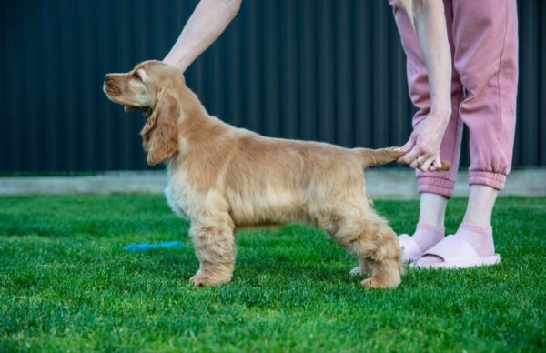 Dinara English Cocker Spaniel Dinara English Cocker Spaniel