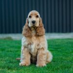 Dinara-female-English-Cocker-Spaniel-puppy-for-sale- (2)