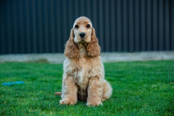 Dinara English Cocker Spaniel Dinara English Cocker Spaniel