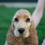 Dinara-female-English-Cocker-Spaniel-puppy-for-sale- (3)