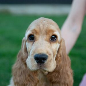 Dinara English Cocker Spaniel Dinara English Cocker Spaniel