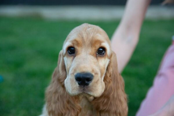 Dinara English Cocker Spaniel Dinara English Cocker Spaniel