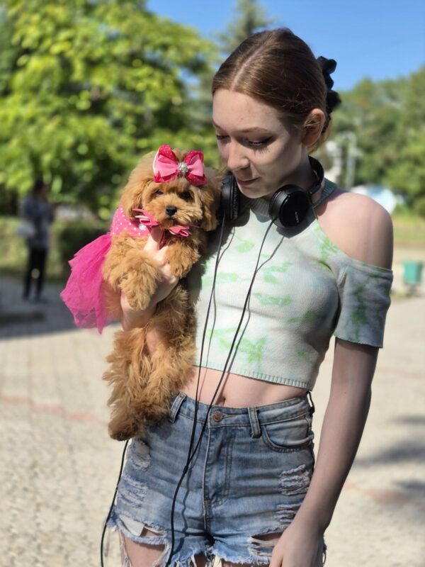 Dinara Maltipoo Dinara Maltipoo