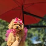 Dinara-female-maltipoo-puppy-for-sale-1 (2)