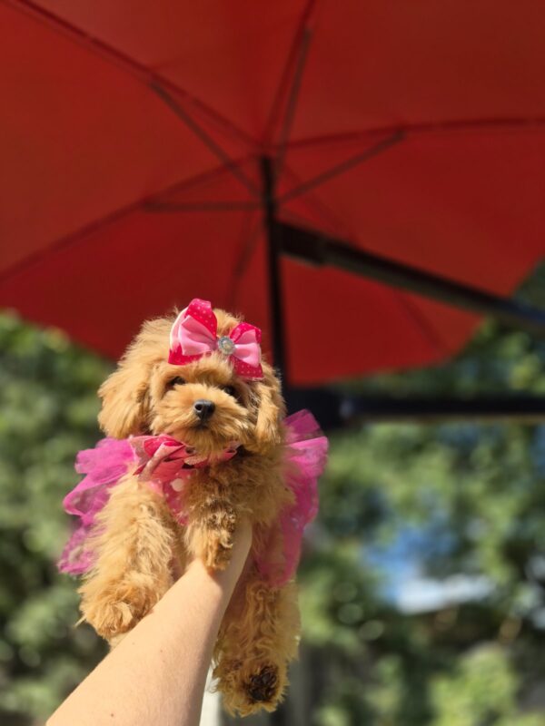 Dinara Maltipoo Dinara Maltipoo