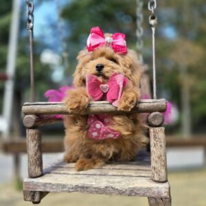 Dinara Maltipoo Dinara Maltipoo