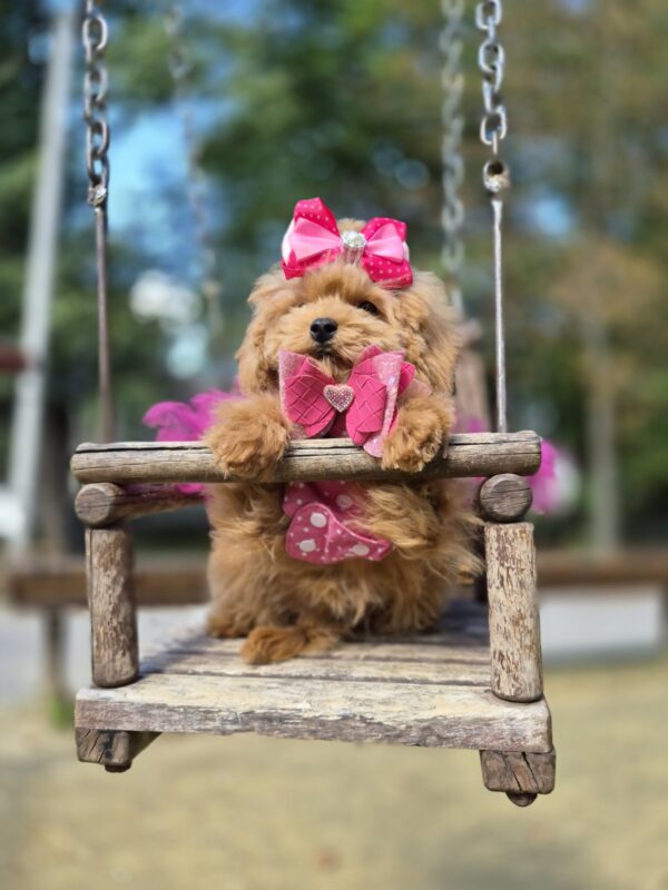 Dinara Maltipoo Dinara Maltipoo