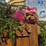 Dinara-female-maltipoo-puppy-for-sale-1 (4)