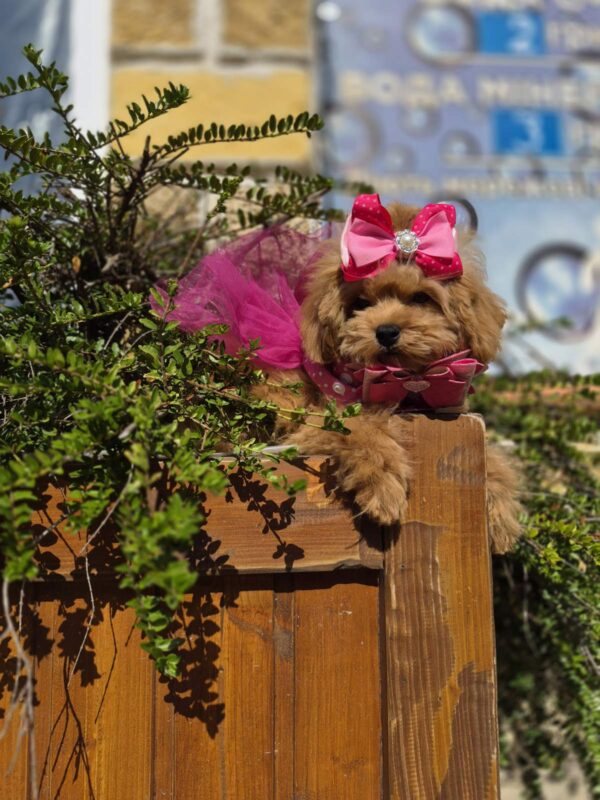 Dinara Maltipoo Dinara Maltipoo