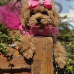 Dinara-female-maltipoo-puppy-for-sale-1 (5)