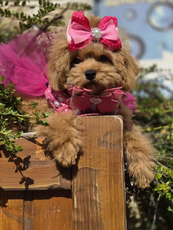 Dinara Maltipoo Dinara Maltipoo