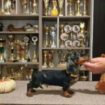 Dingo-male-Miniature-Dachshund-puppy-for-sale-1 (1)
