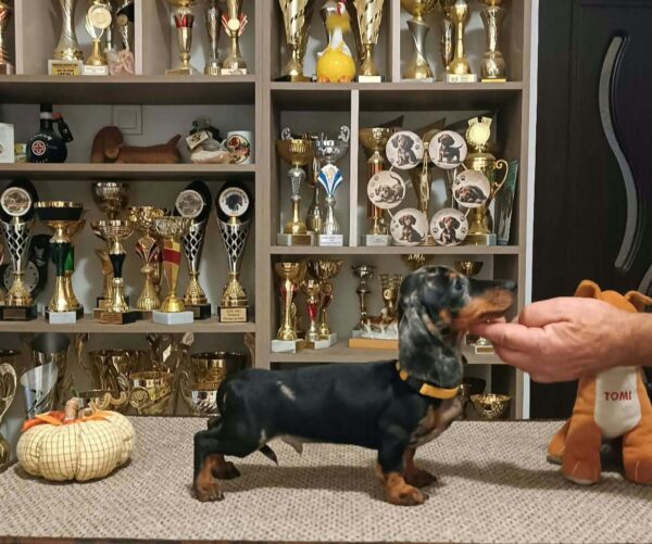 Dingo Miniature Dachshund Dingo Miniature Dachshund