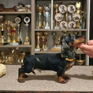 Dingo Miniature Dachshund Dingo Miniature Dachshund