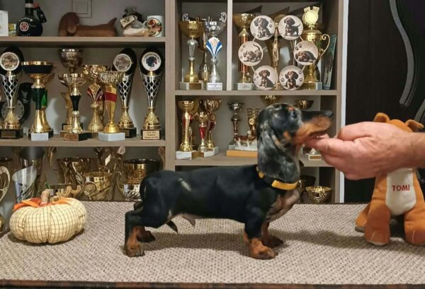 Dingo Miniature Dachshund Dingo Miniature Dachshund