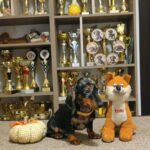 Dingo-male-Miniature-Dachshund-puppy-for-sale-1 (3)