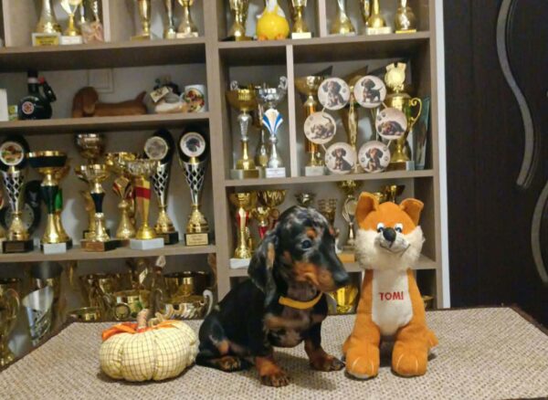 Dingo Miniature Dachshund Dingo Miniature Dachshund