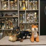 Dingo-male-Miniature-Dachshund-puppy-for-sale-1 (4)