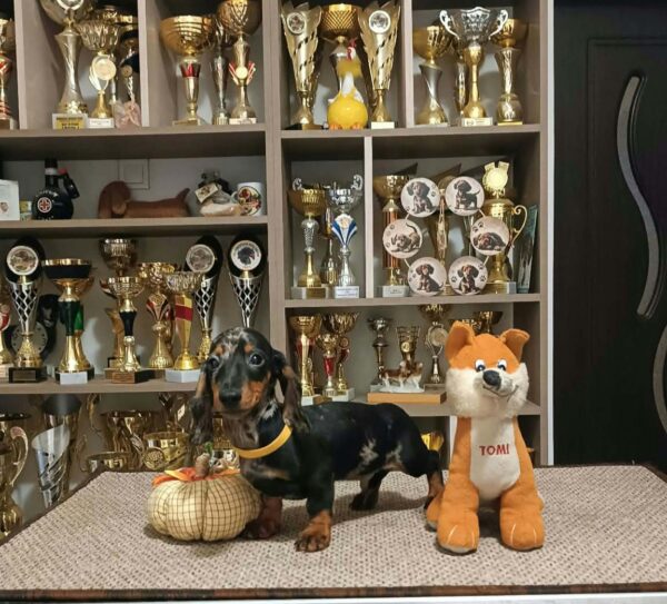 Dingo Miniature Dachshund Dingo Miniature Dachshund