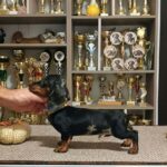 Dingo-male-Miniature-Dachshund-puppy-for-sale-1 (5)