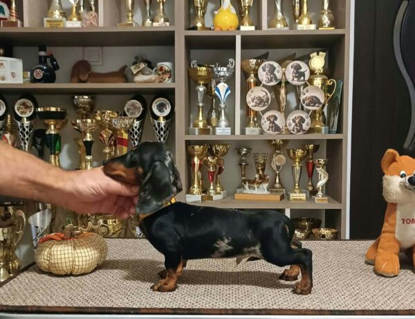 Dingo Miniature Dachshund Dingo Miniature Dachshund