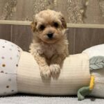 Dior-female-Maltipoo-puppy-for-sale- (1)