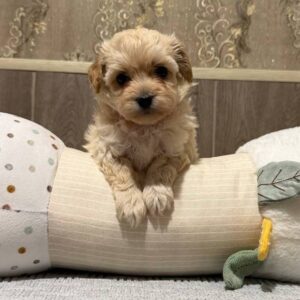 Dior Maltipoo Dior Maltipoo