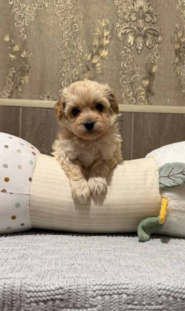 Dior Maltipoo Dior Maltipoo