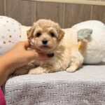 Dior-female-Maltipoo-puppy-for-sale- (2)