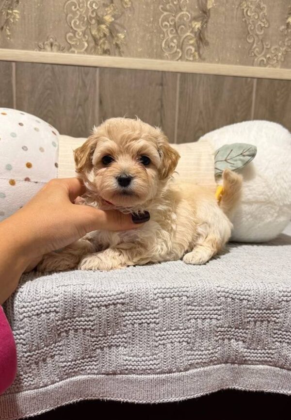 Dior Maltipoo Dior Maltipoo